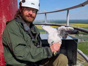 Tři mláďata ohroženého sokola se vylíhla na komíně elektrárny v Dukovanech